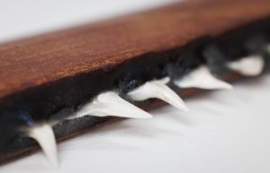 Shark Tooth Knife by Wanjibung Edwards